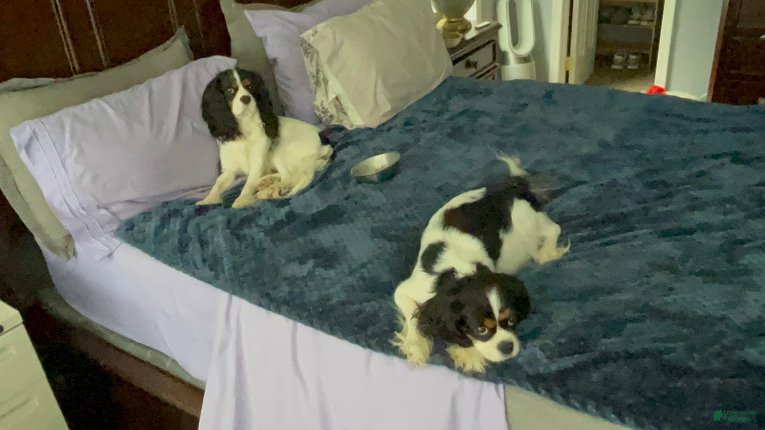Cavalier King Charles Spaniel dogs for sale: Cavalier King Charles Spaniel Puppy 1 - Ad 10