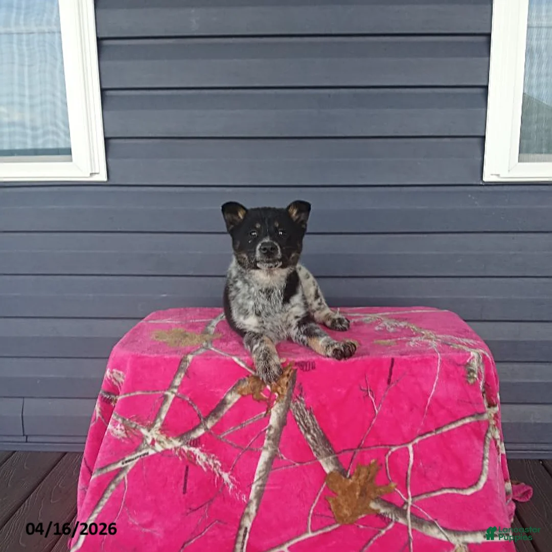 Mixed Breed dogs for sale: Kolt - Ad 1