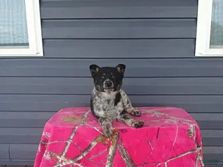 Mixed Breed dogs for sale: Kolt - Ad 2