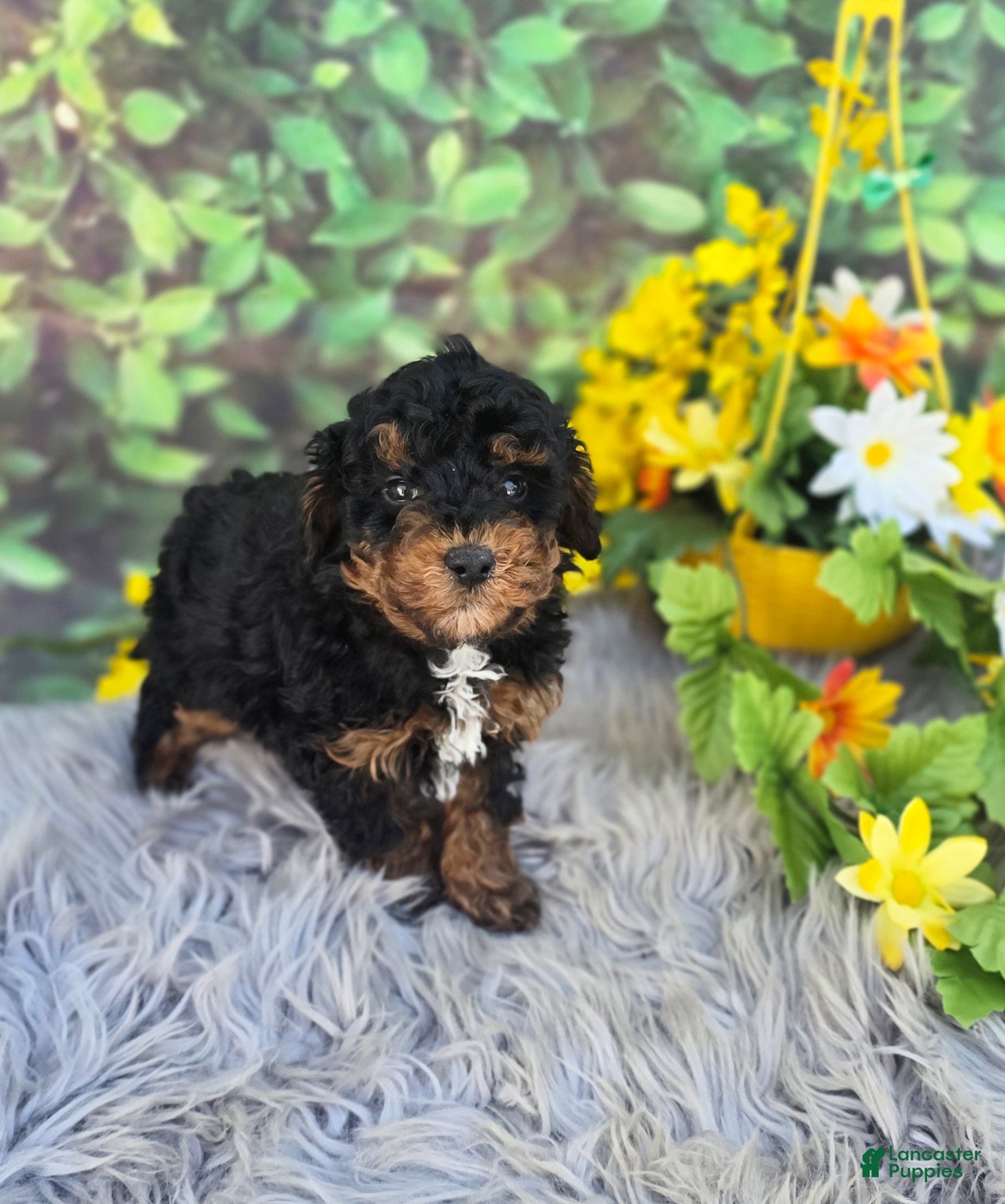 Cavapoo dogs Token - Ad 31