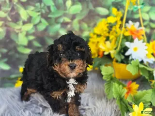 Cavapoo dogs Token - Ad 30