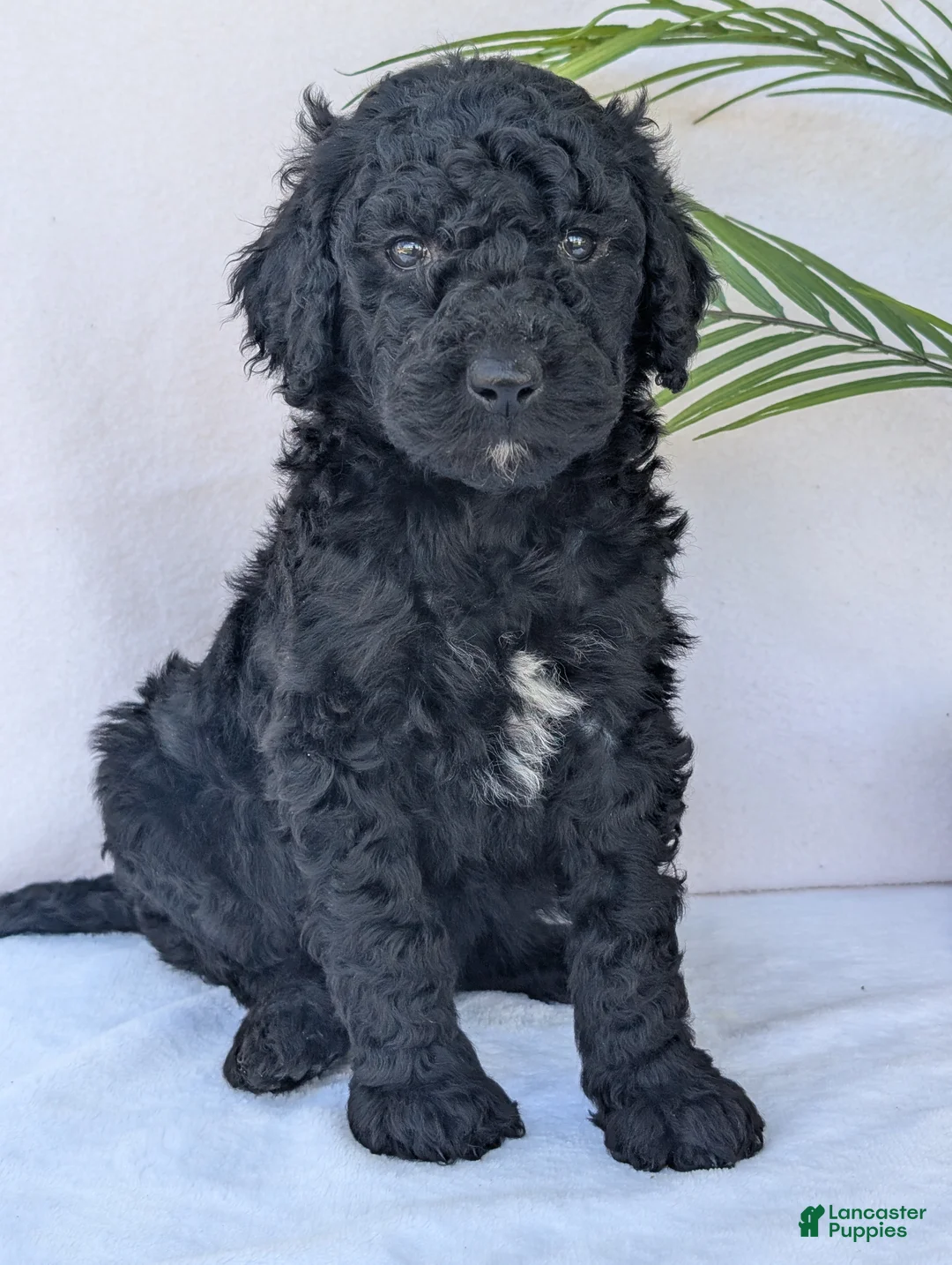 Goldendoodle dogs for sale: Chloe - Ad 2
