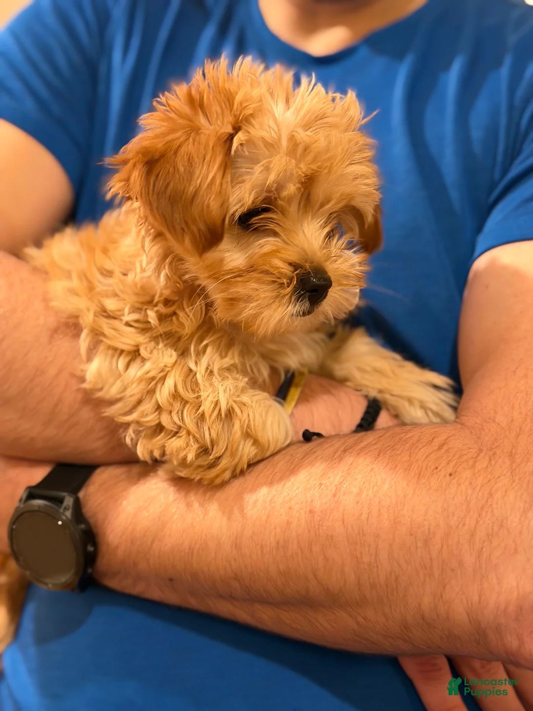 Maltipoo dogs for sale: Maltipoo Puppy 1 - Ad 1