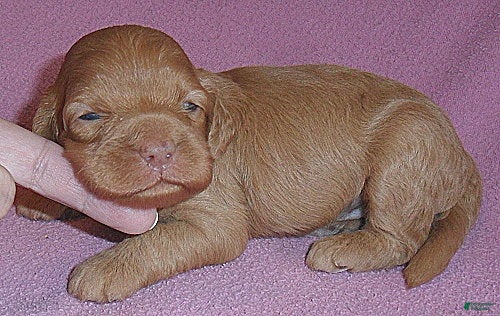 Cockapoo dogs Millie - Ad 2