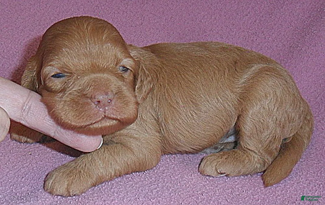 Cockapoo dogs for sale: Millie - Ad 2