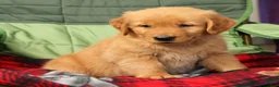 Golden Retriever dogs for sale: Olive - Ad 9