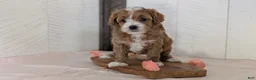 Cavapoo dogs for sale: River - Ad 11