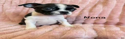 Boston Terrier dogs for sale: Nona - Ad 2