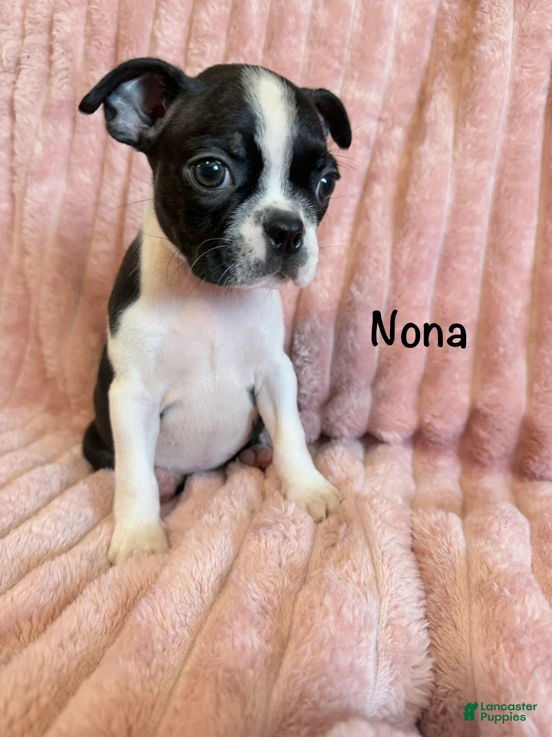 Boston Terrier dogs for sale: Nona - Ad 2