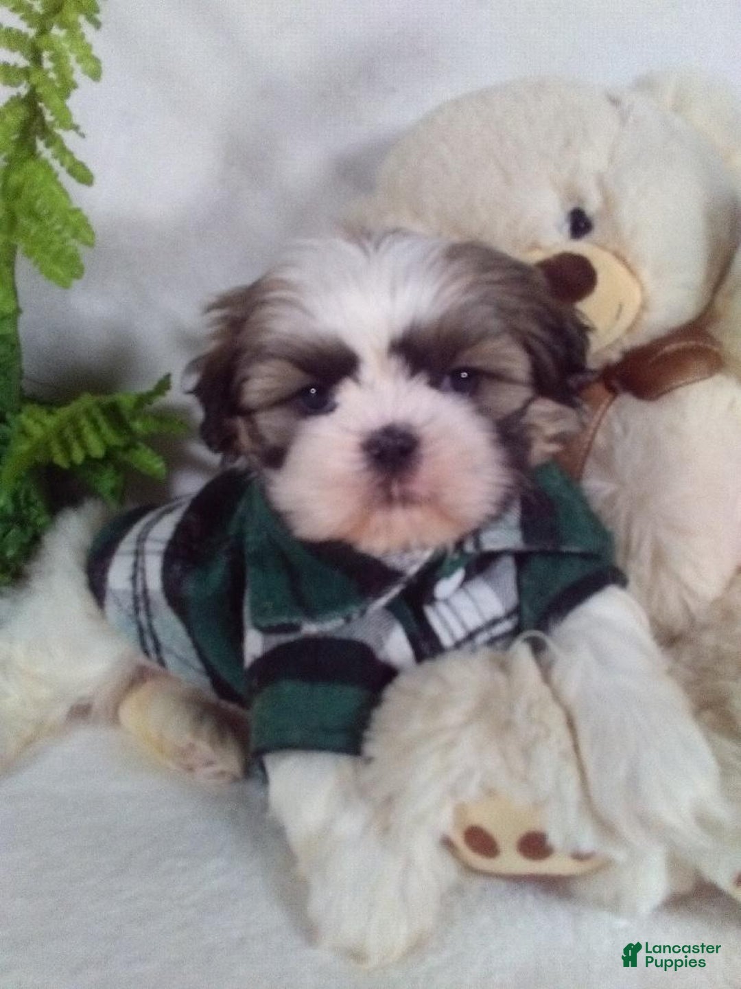 Shih Tzu dogs for sale: Cash - Ad 2