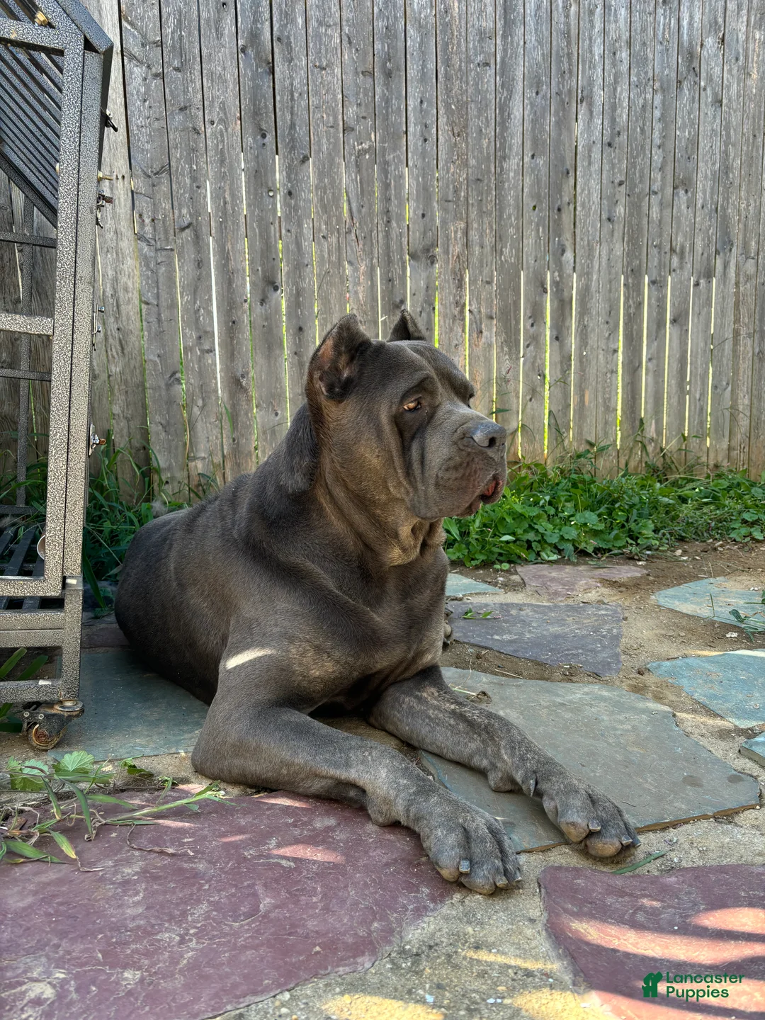 Cane Corso dogs for stud: Rowdy House  - Ad 2