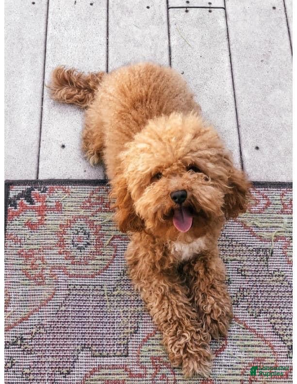 Miniature Poodle dogs for stud: Caleb - Ad 2