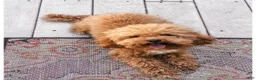 Miniature Poodle dogs for stud: Caleb - Ad 1