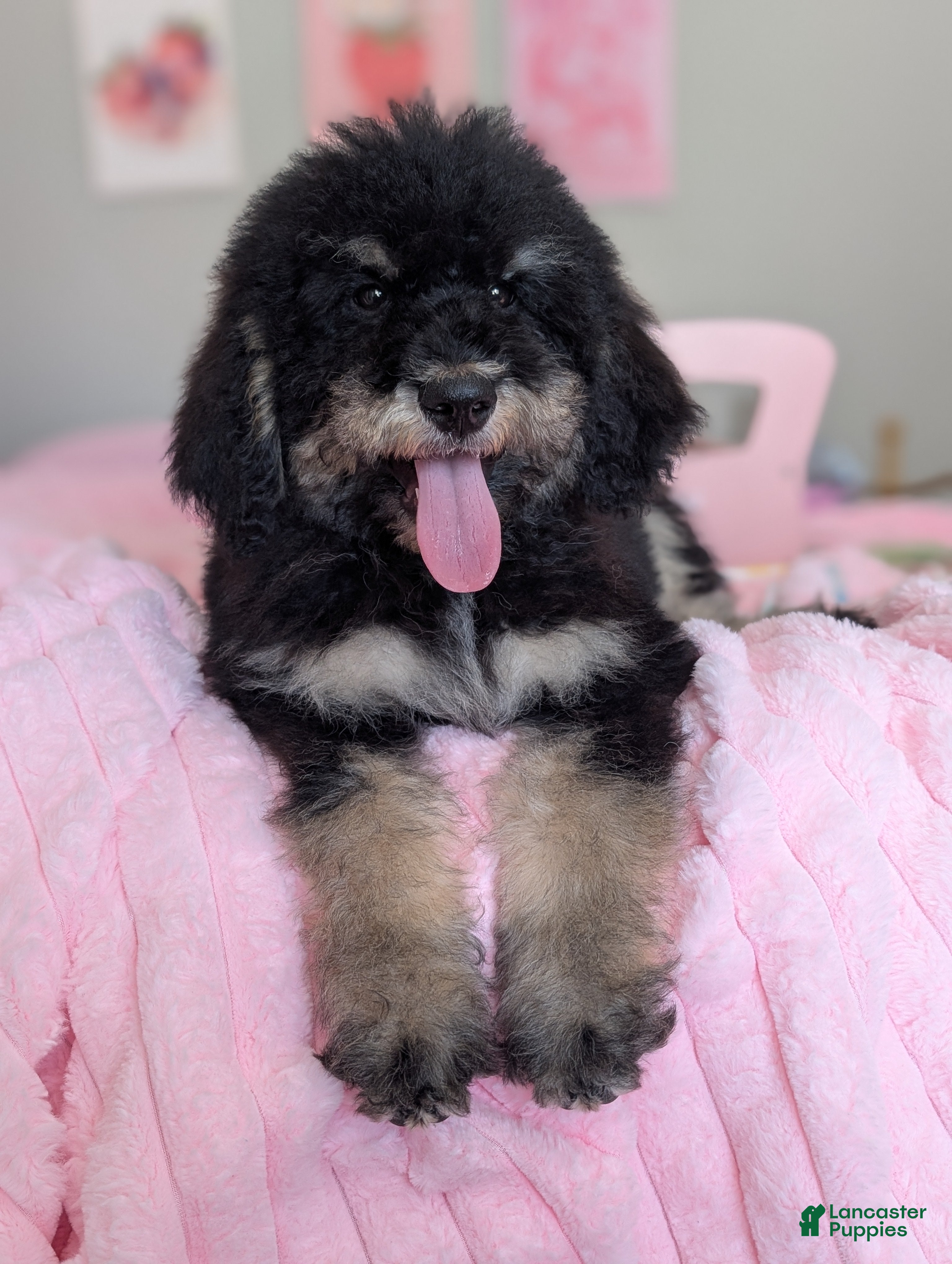 Mixed Breed dogs Spruce - Ad 1
