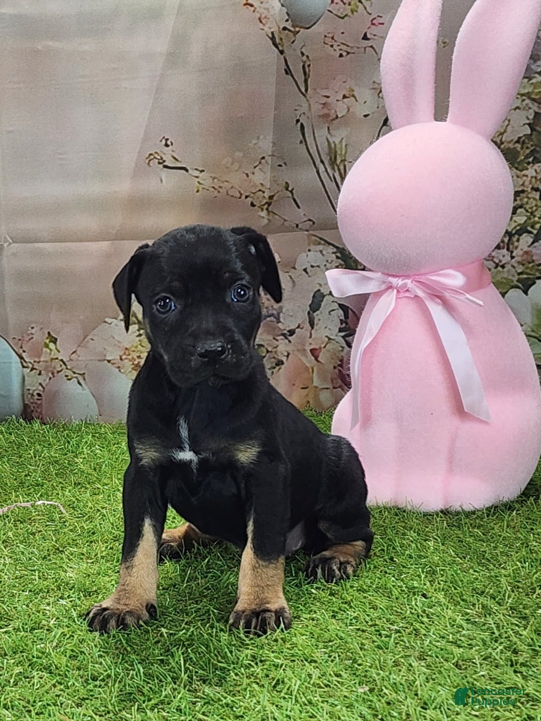 Catahoula Leopard Dog dogs for sale: Goldie 2025 F2 - Ad 2