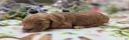 Cockapoo dogs for sale: Cashmere - Ad 5