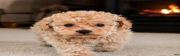 Miniature Poodle dogs for sale: Lucy - Ad 2