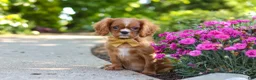 Cavalier King Charles Spaniel dogs for sale: Mr. Bentley - Ad 1