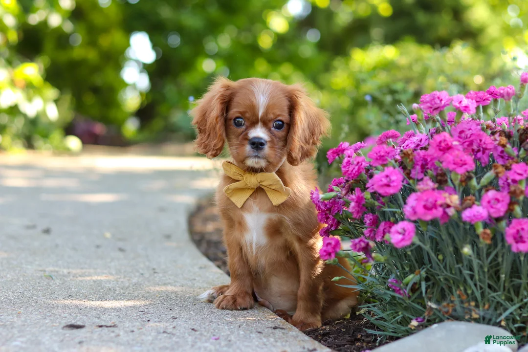 Cavalier King Charles Spaniel dogs for sale: Mr. Bentley - Ad 1