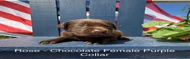 Labrador Retriever Female 4