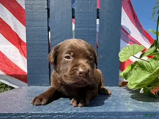 Labrador Retriever dogs Labrador Retriever Female 4 - Ad 15