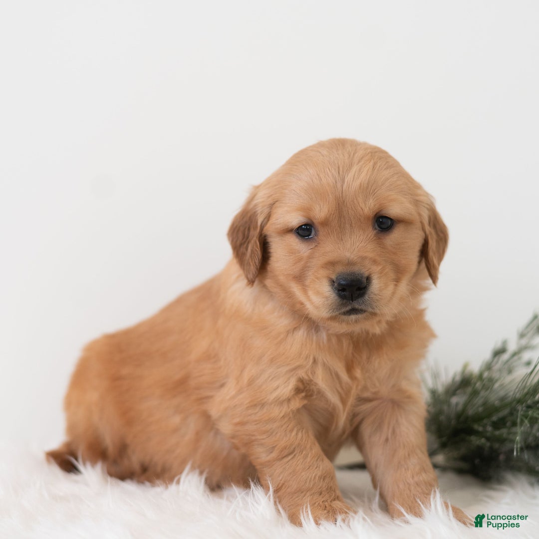 Golden Retriever dogs for sale: Pearl  - Ad 3
