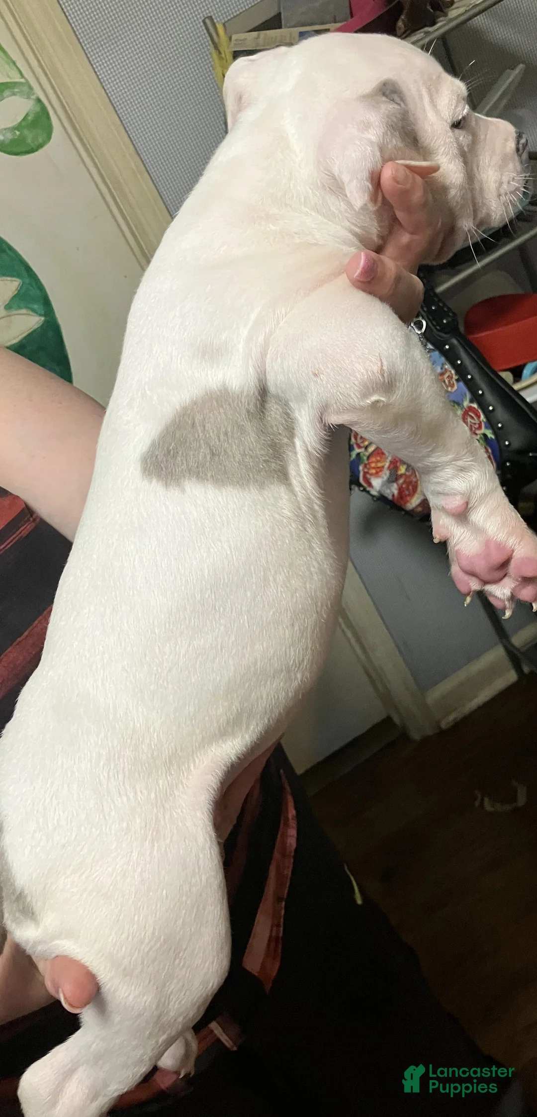 American Pit Bull Terrier dogs for sale: American Pit Bull Terrier 1 Male - Ad 2