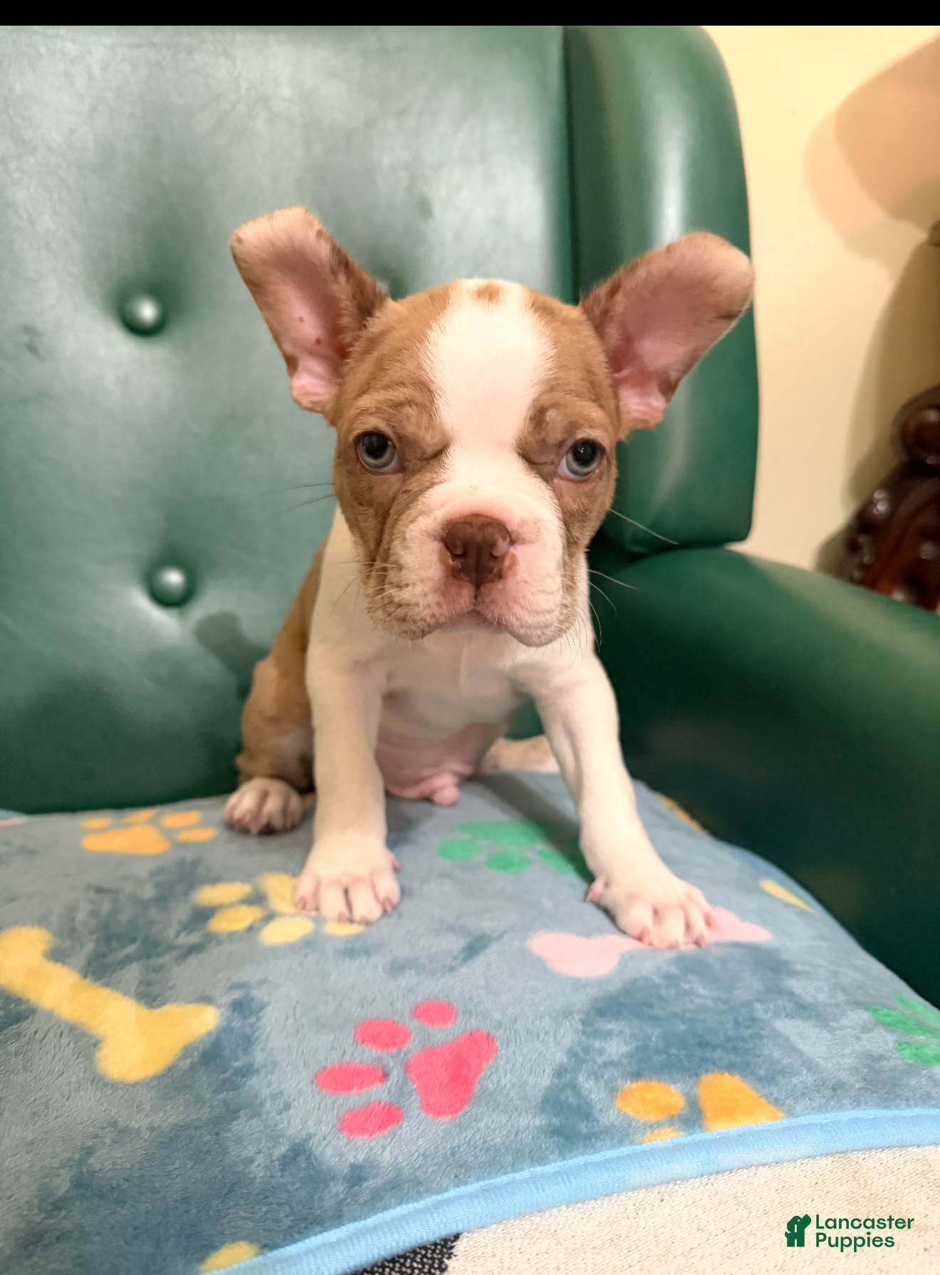 Boston Terrier dogs for sale: Roscoe - Ad 2
