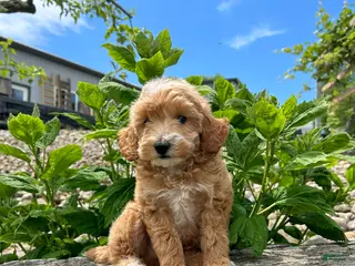 Mini Goldendoodle dogs for sale: Archie - Ad 1