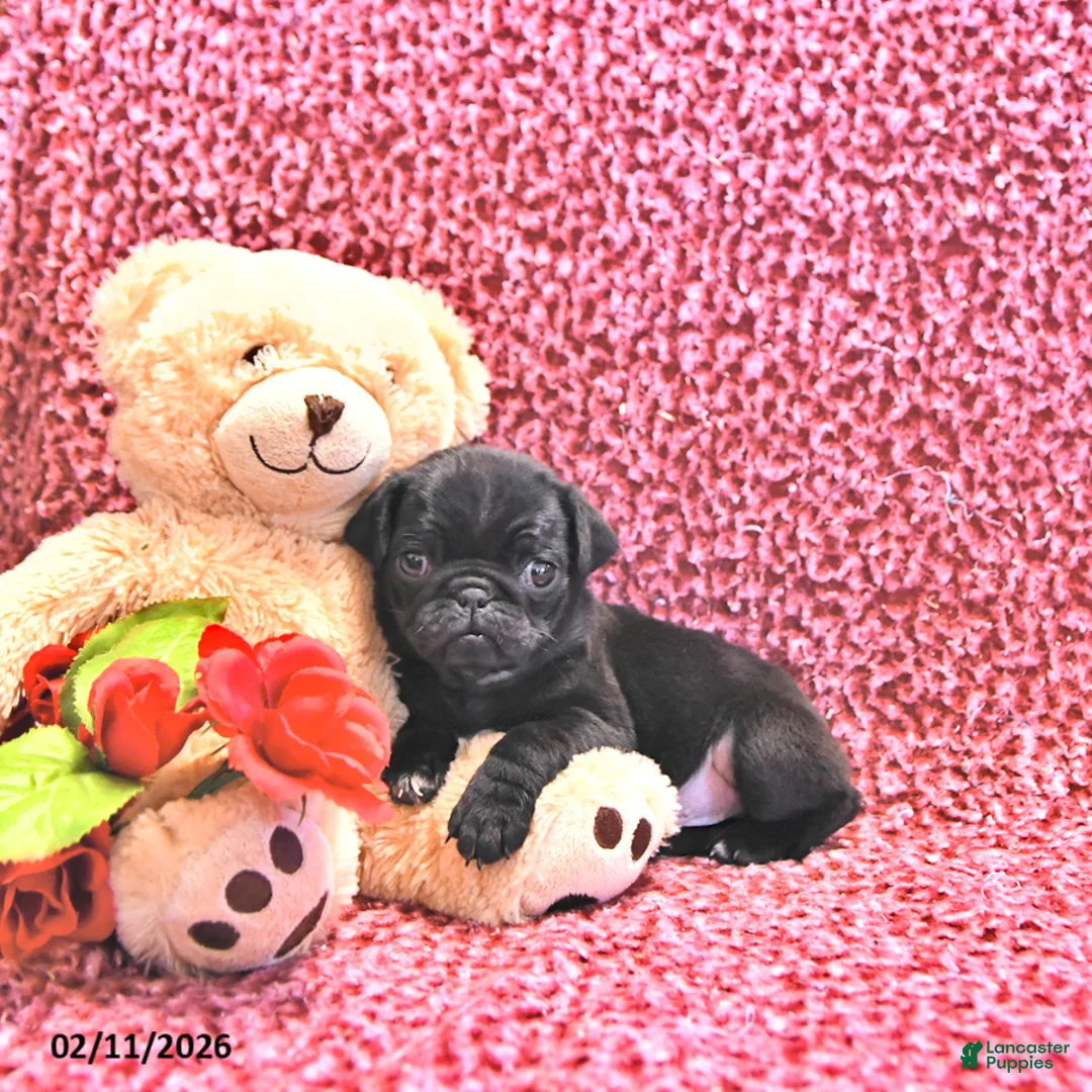 Mixed Breed dogs for sale: Echo - Ad 2