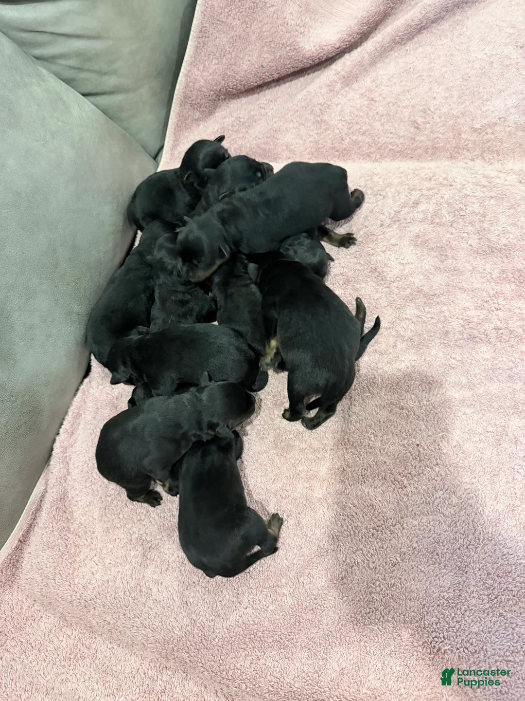 Rottweiler dogs for sale: Rottweiler Puppy 10 - Ad 1