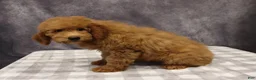 Mini Goldendoodle dogs for sale: Maeve - Ad 5
