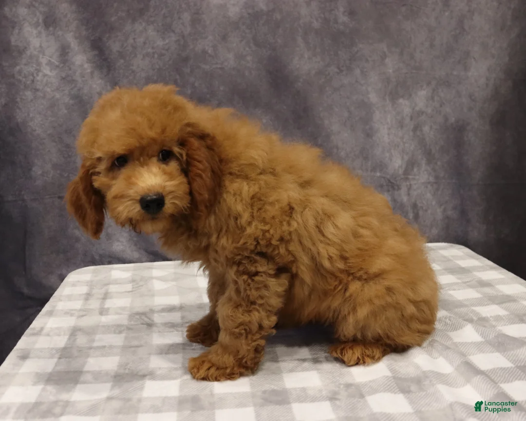 Mini Goldendoodle dogs for sale: Maeve - Ad 5