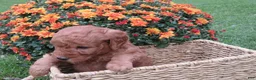 Mini Goldendoodle dogs for sale: Cookie - Ad 5