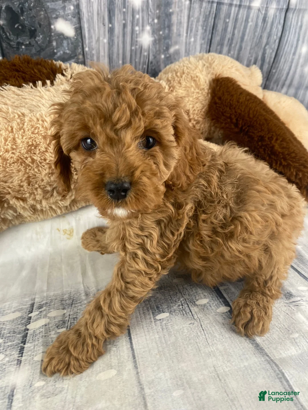 Cavapoo dogs for sale: Rufus - Ad 1