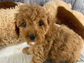 Cavapoo dogs Rufus - Ad 11