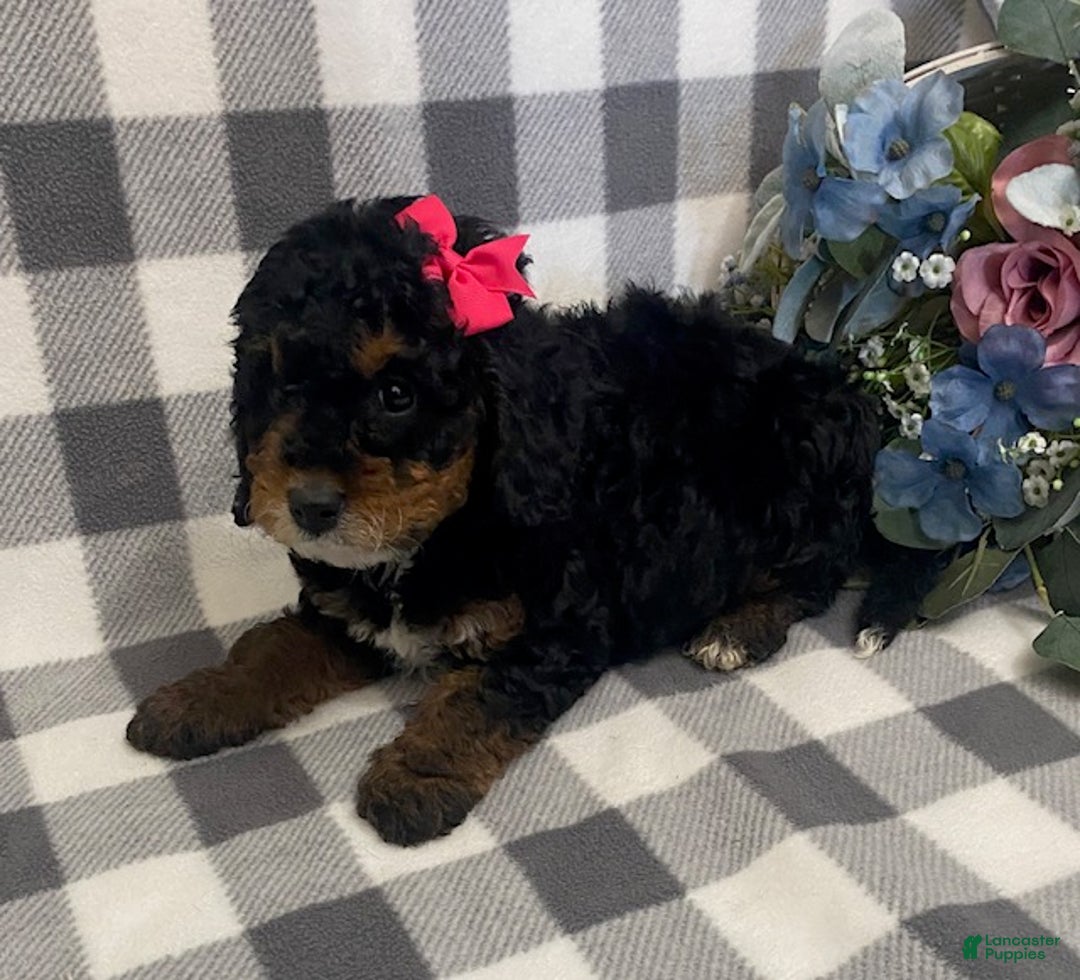 Mini Bernedoodle dogs for sale: Joy - Ad 3