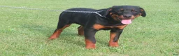 Rottweiler dogs for sale: Lindsey - Ad 12
