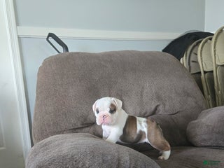 Mixed Breed dogs - Ad 25