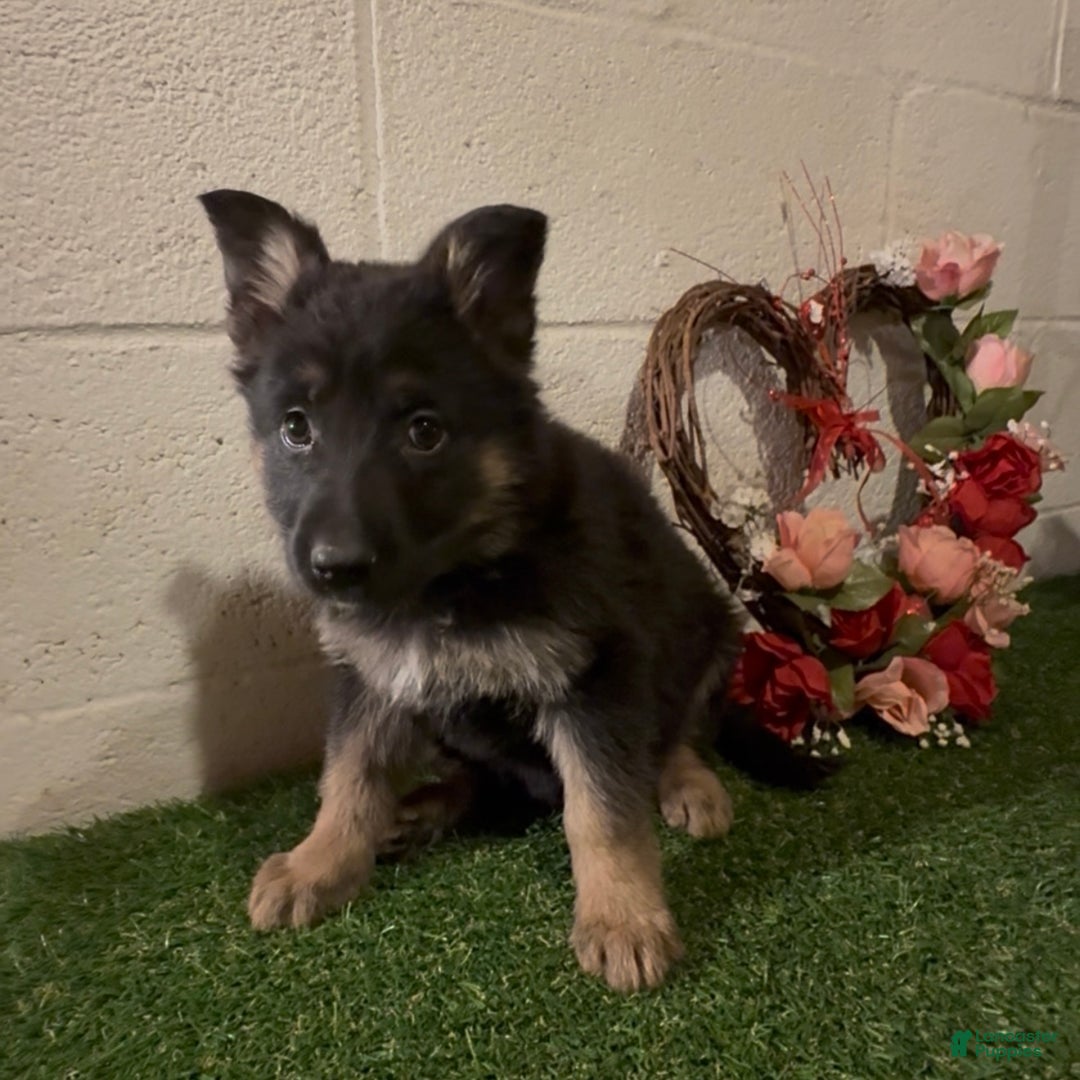 German Shepherd dogs for sale: SUPA - Ad 4