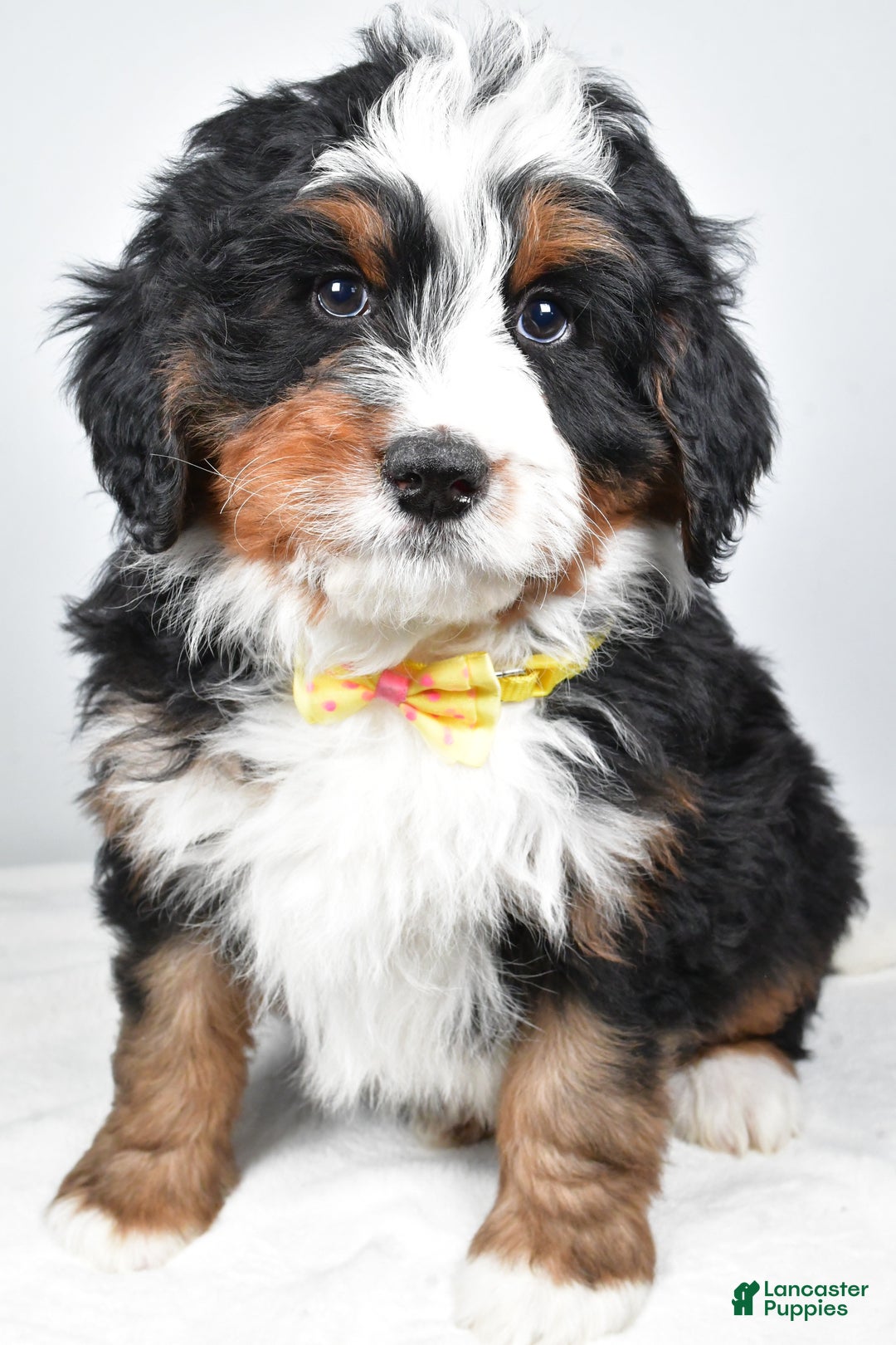 Mini Bernedoodle dogs for sale: Ashton - Ad 2
