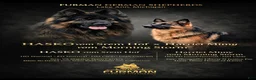 German Shepherd dogs for sale: German Shepherd Puppy 3 - Ad 3
