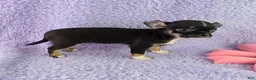 Chihuahua dogs for sale: AKC Charlotte - Ad 10