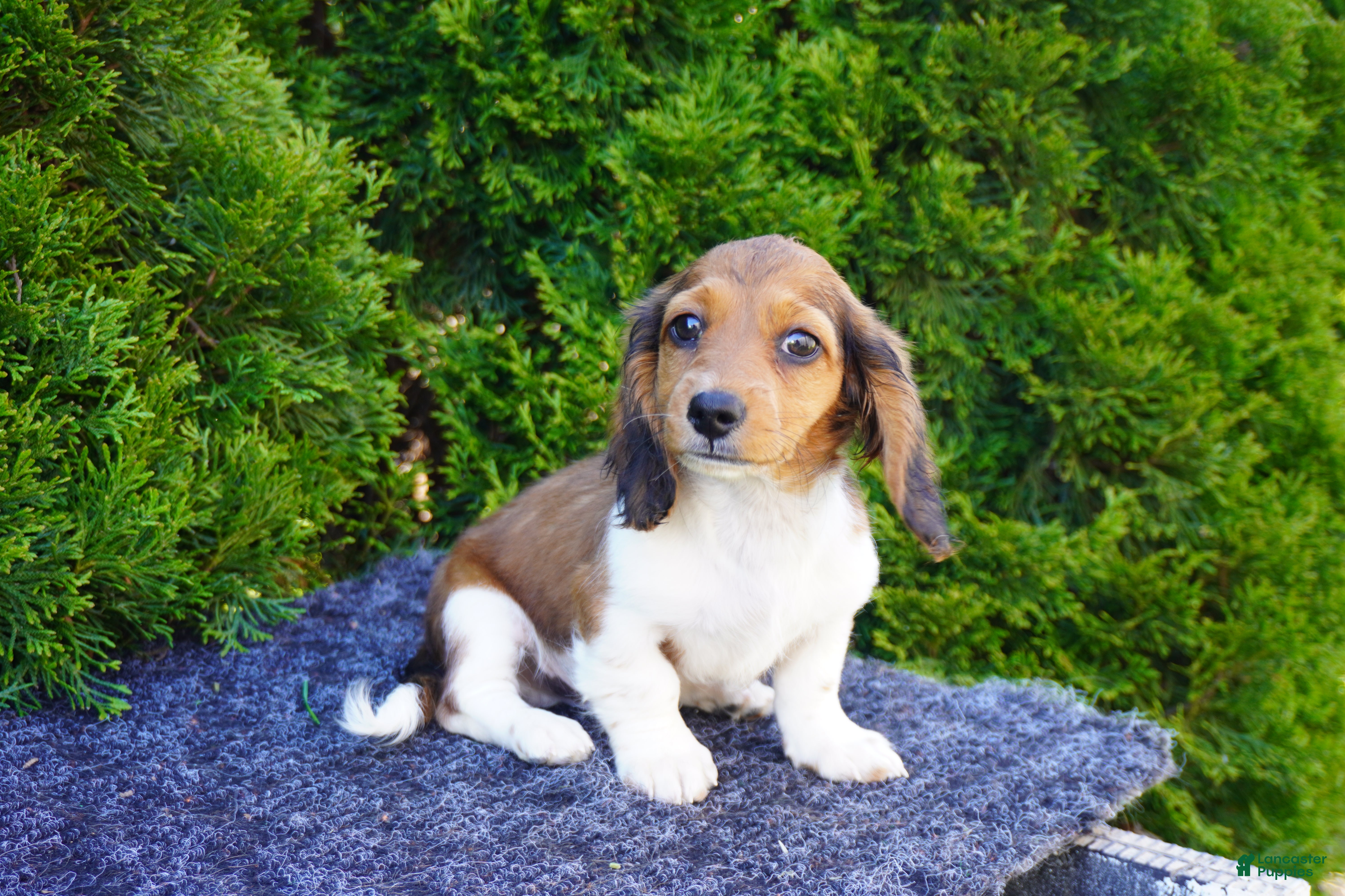 Miniature Dachshund dogs Bradly - Ad 2
