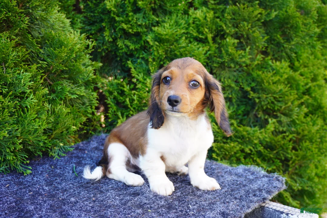 Miniature Dachshund dogs for sale: Bradly - Ad 2
