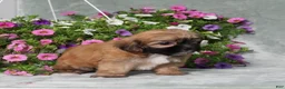 Teddy Bear dogs for sale: BJs Emily - Ad 3