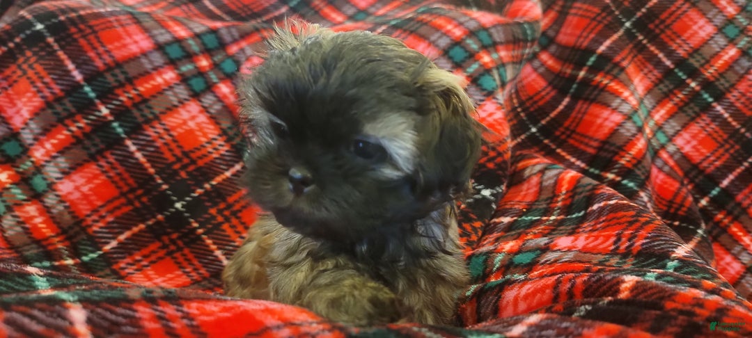 Shih Tzu dogs for sale: COOPER, Shih Tzu, Male, 10 weeks, AKC Champion Blood Line - Ad 4