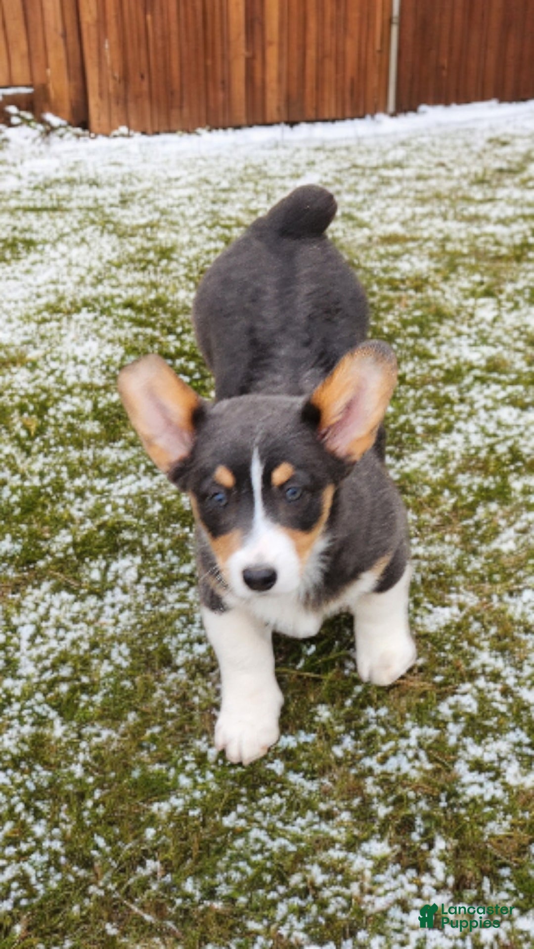 Welsh Corgi Pembroke dogs for sale: Apple Bluie - Ad 20