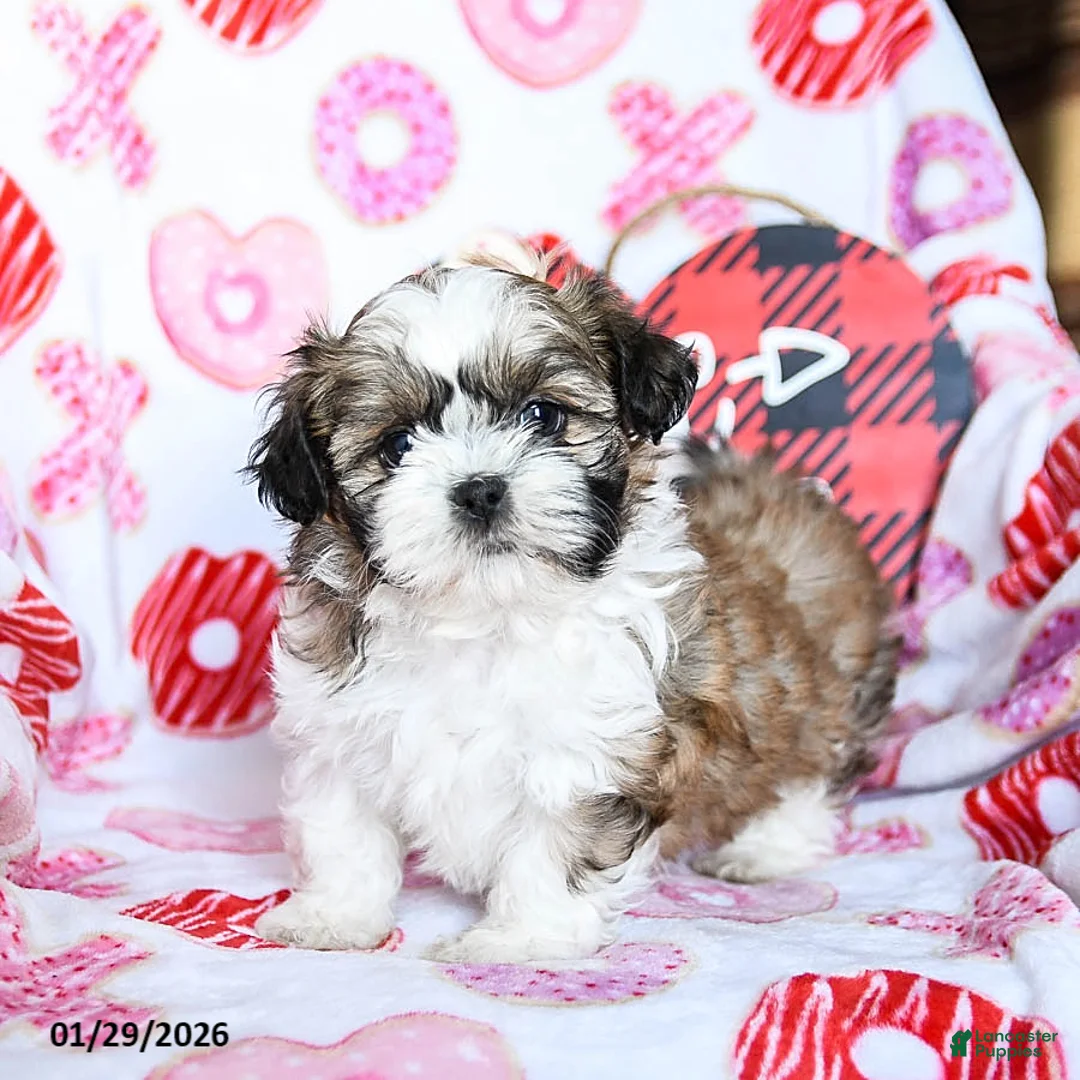 Shih Tzu dogs for sale: Graham - Ad 3