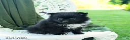 Pomeranian dogs for sale: Alexia - Ad 3
